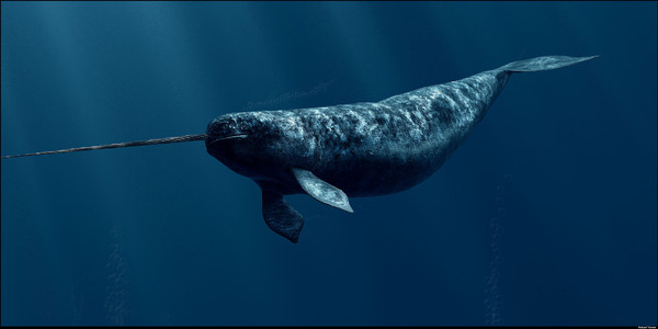 Meet The Sea Unicorn: The Narwhal