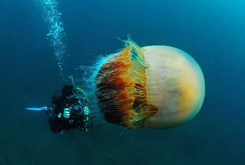 Divers Capture Stunning Images of Huge, Man-Sized Jellyfish