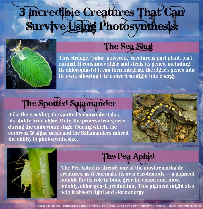 Incredible Creatures that Use Photosynthesis For Energy