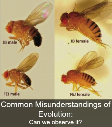 Common Misunderstandings of Evolution Part 3: Observation