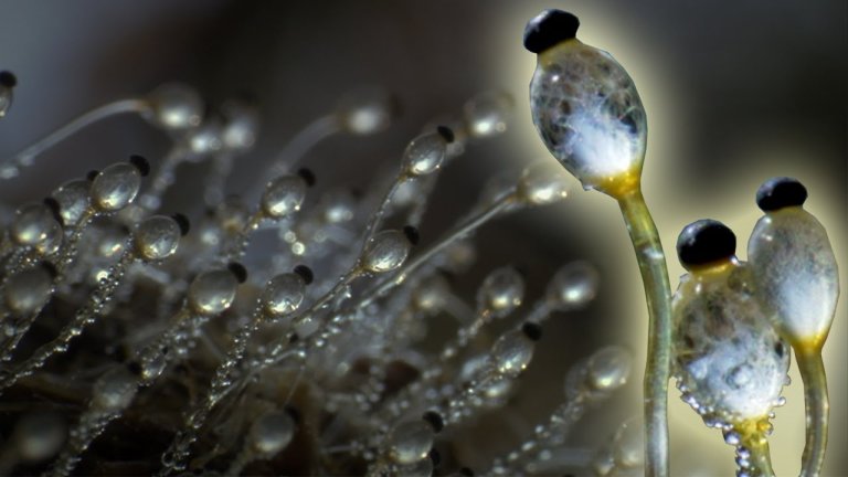 The Fastest Moving Organism on the Planet Stinks (It Really Does)