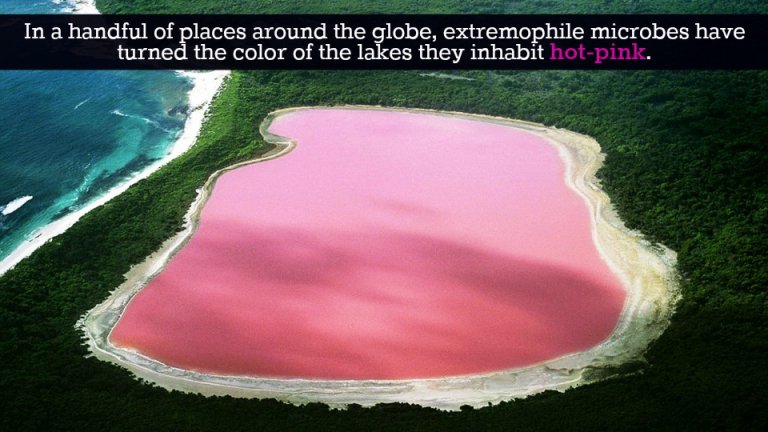 Extremophiles: Life on Mars and What Causes Magenta Lakes