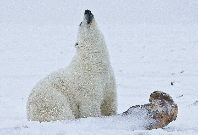 Research Finds Polar Bears Can’t Adapt to Longer Summers