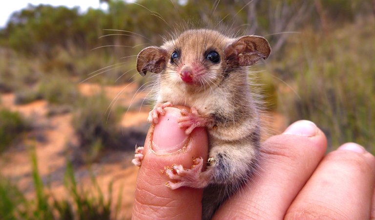 The Adorable Western Pygmy Possum
