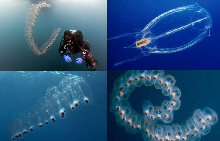 Sea Salp – The Adorable Lovechild of Slugs and Jellyfish