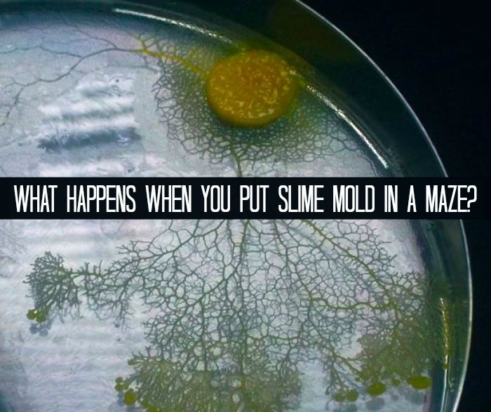 What Happens When You Put Slime Mold in a Maze?