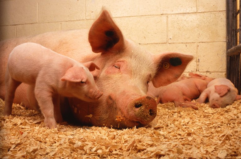 Pig-to-Human Transplants Could Soon be Possible, Thanks to Advances in Genetic Modification