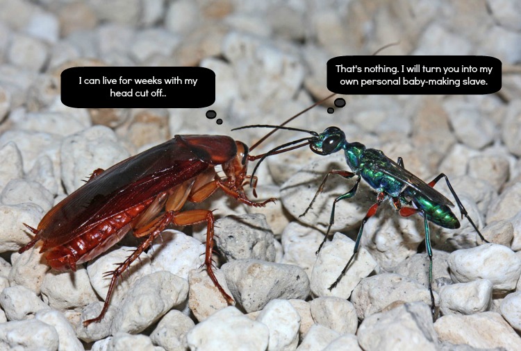 The Walking Dead: Cockroach Edition