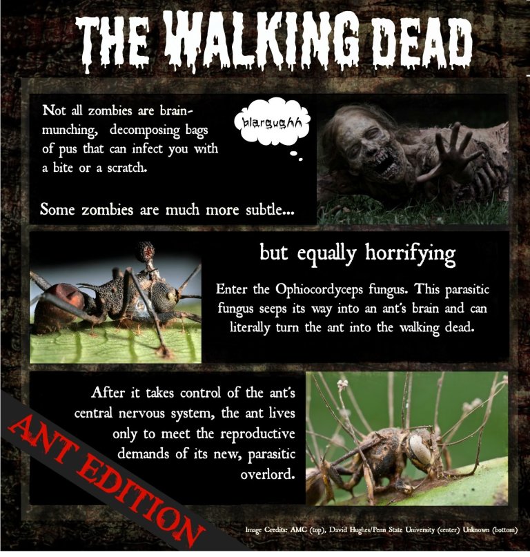Zombie Ants Are as Horrific as You Would Expect Them to Be