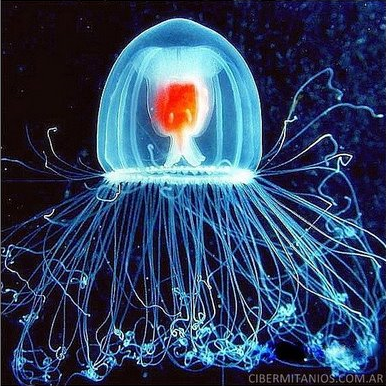 Immortals exist!