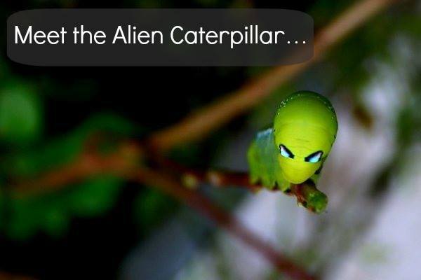 Daphnis nerii: A Caterpillar that is Out of This World