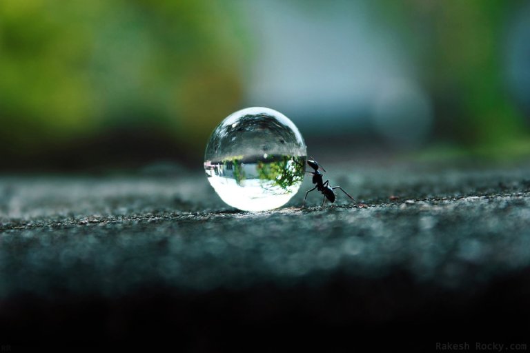 10 Crazy Facts About Ants