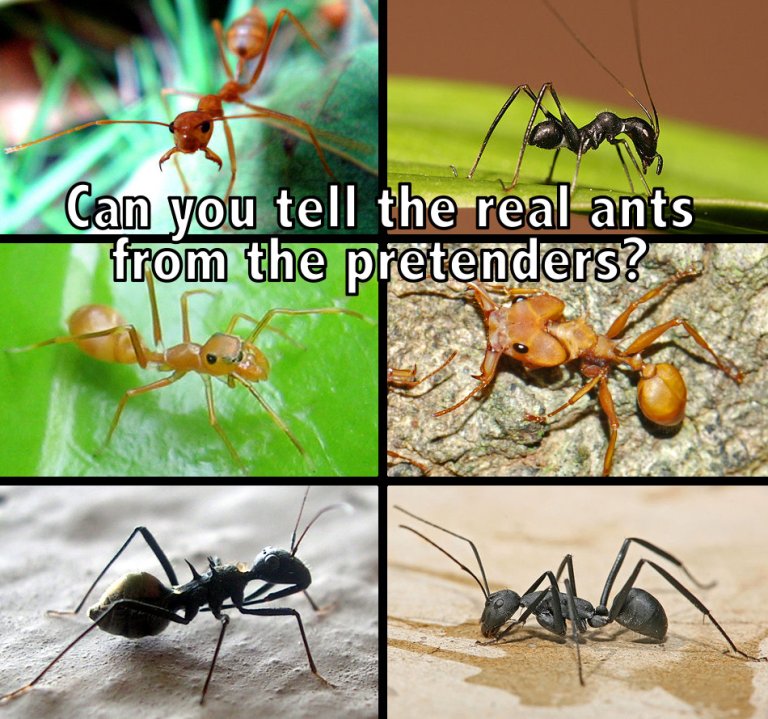 Ant Mimicry: Can you guess which is which?