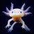 Meet The Axolotl: The Mexican Walking Fish