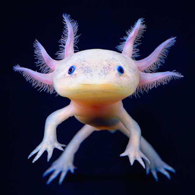 Meet The Axolotl: The Mexican Walking Fish
