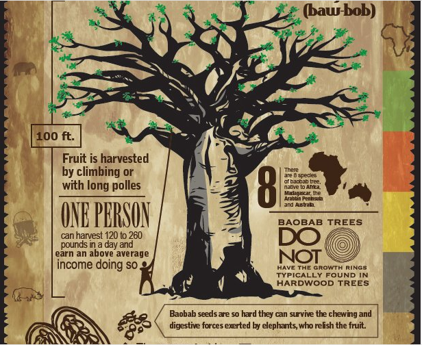 Africa’s Amazing Baobab: The Tree of Life Infographic