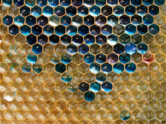 The Day the Honey Turned Blue