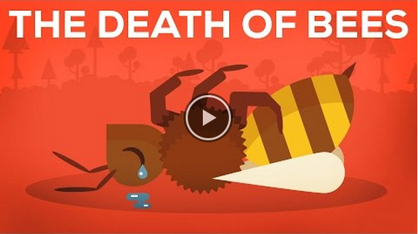 The Death of Bees in a Nutshell (Video)
