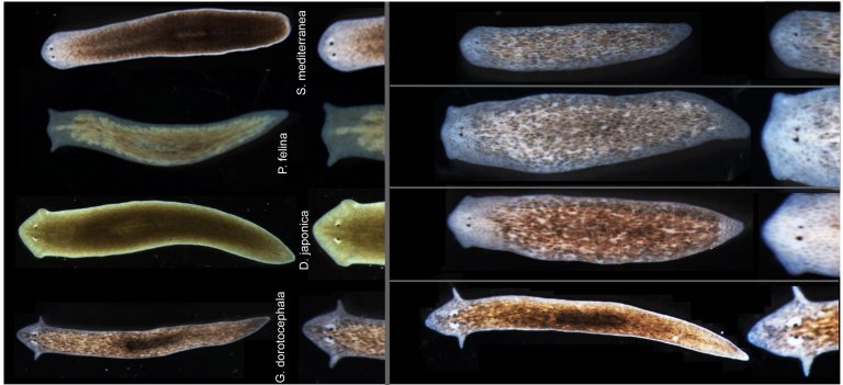 Scientists Make Flatworms Grow Heads and Brains of Other Species