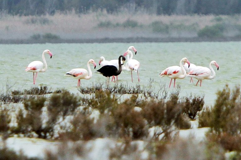 Watch: Scientists Capture Footage of Amazing, “Ultra-Rare” Black Flamingo