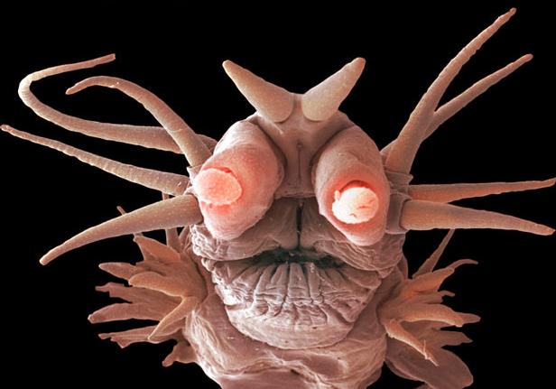 5 Amazing Pictures of Undersea Monsters: