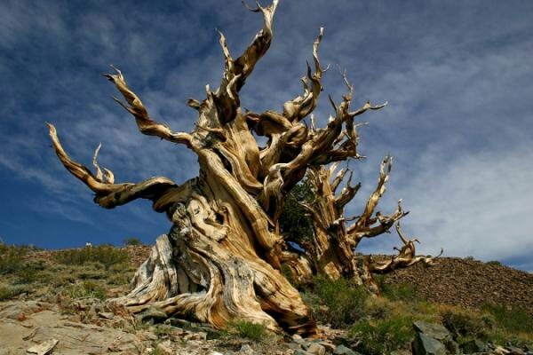 Meet The Oldest Trees on Earth