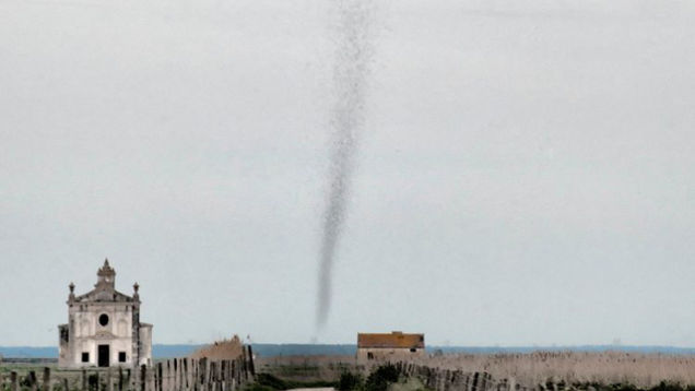 Watch a Remarkable Mosquito Tornado Unfold