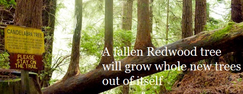 Redwoods: The Biggest Trees On Earth