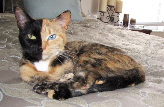 Beautiful Genetics: Most Amazing Images of Bilateral Gynandromorphs