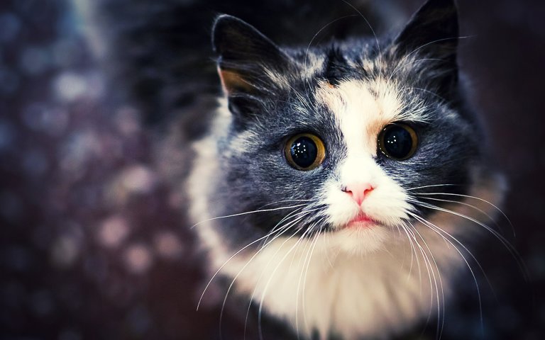 The Science of Felines: How to Communicate with Your Cat
