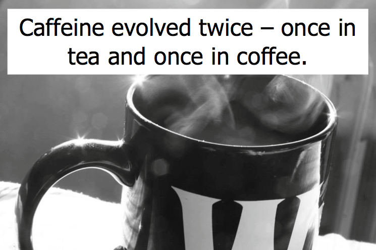 Fun Fact: Caffeine Evolved Twice; Once in Coffee and Once in Tea