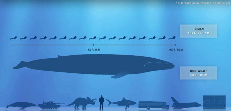 Blue Whales: Meet the Largest Creatures On Earth