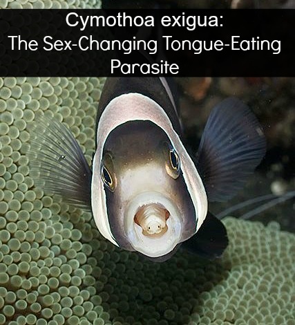 Cymothoa Exigua: Meet The Sex-Changing, Tongue-Eating Parasite