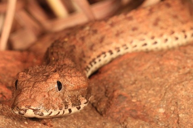 Death Adders: Meet Australia’s Deadly Snakes