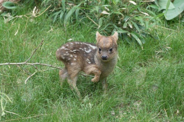 World’s Smallest Deer Born in New York City Zoo