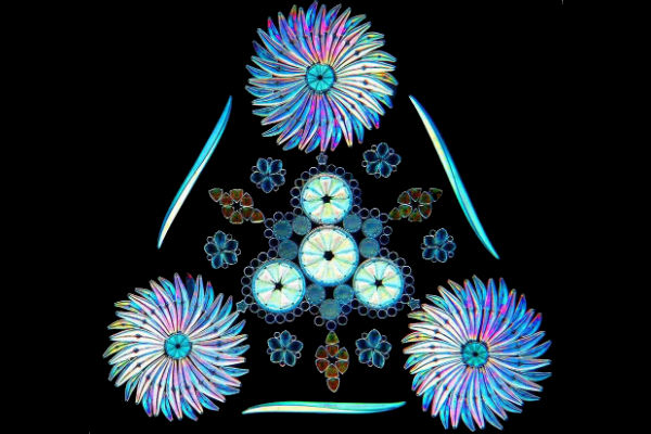Diatoms. Credit: Klaus Kemp