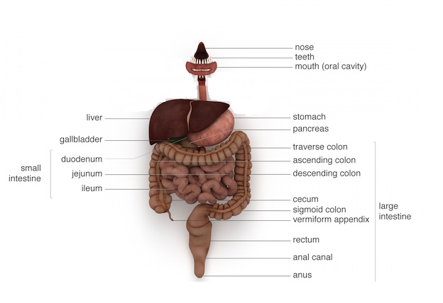 What Your Digestive Tract Looks Like