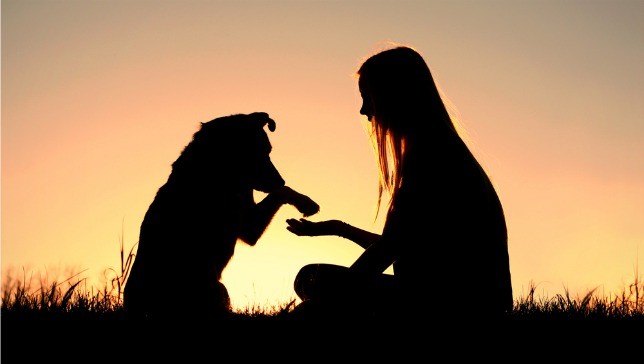 Scientists Use Brain Scans To Reveal What Dogs Really Think of Us