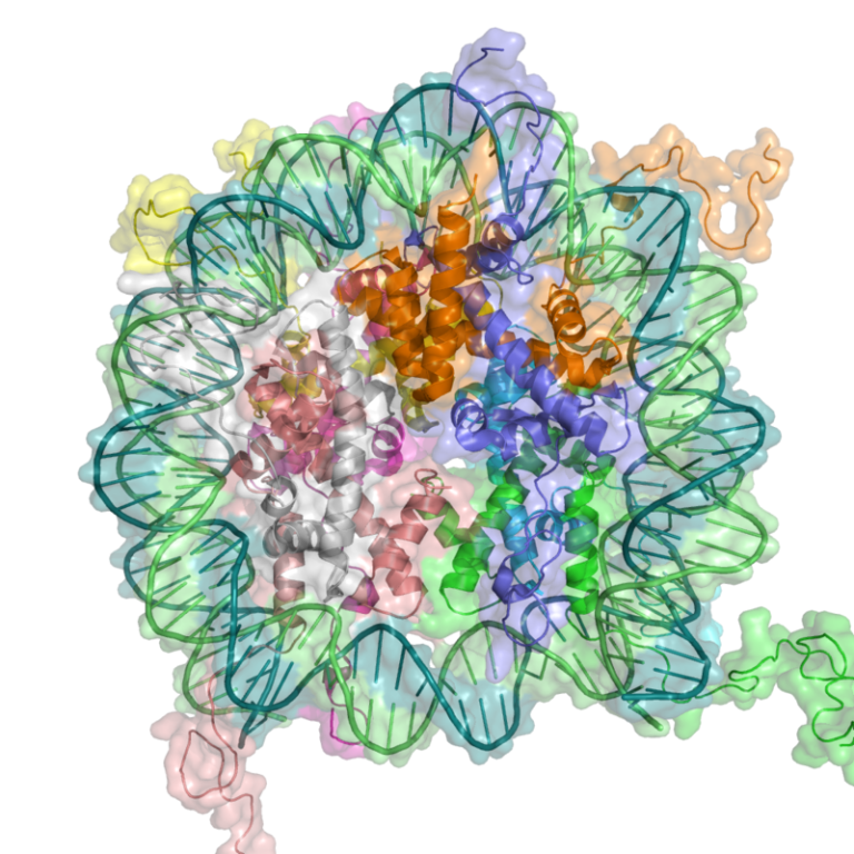Study Shows How Epigenetic Memory is Passed Across Generations