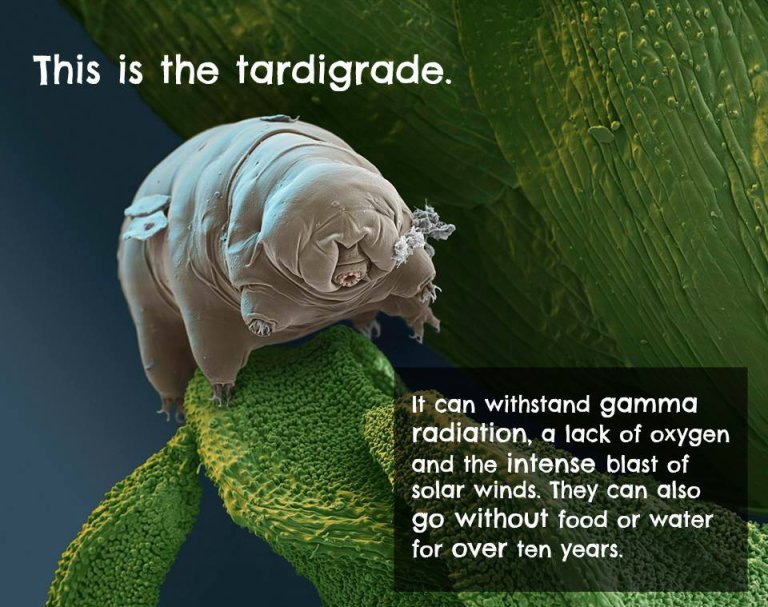 Introducing the Tardigrade: Alien-like Life