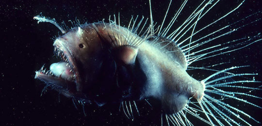 The Anglerfish