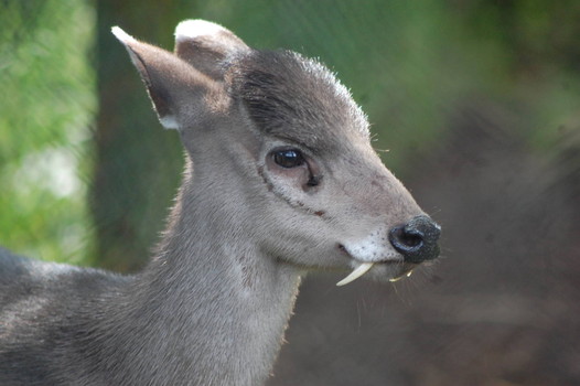 First Afghan Fanged Deer Seen in More Than 60 Years