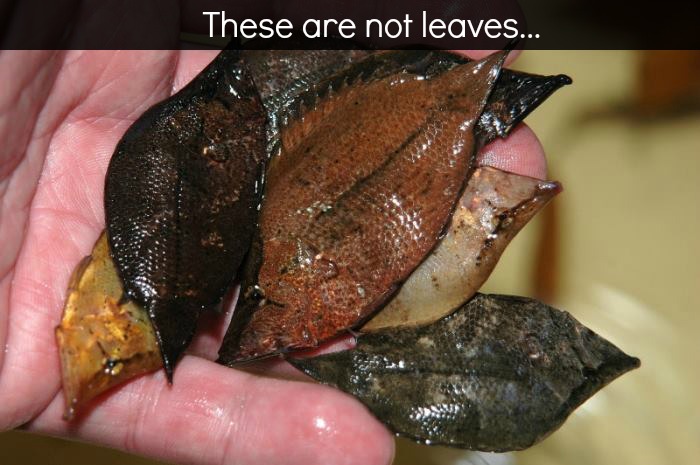 Meet the South American Leaf Fish