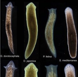 Flatworms