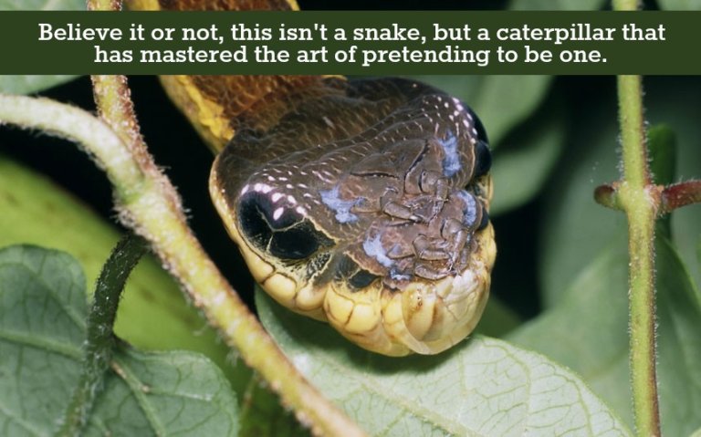 Crazy Caterpillar Makes For a Convincing Snake