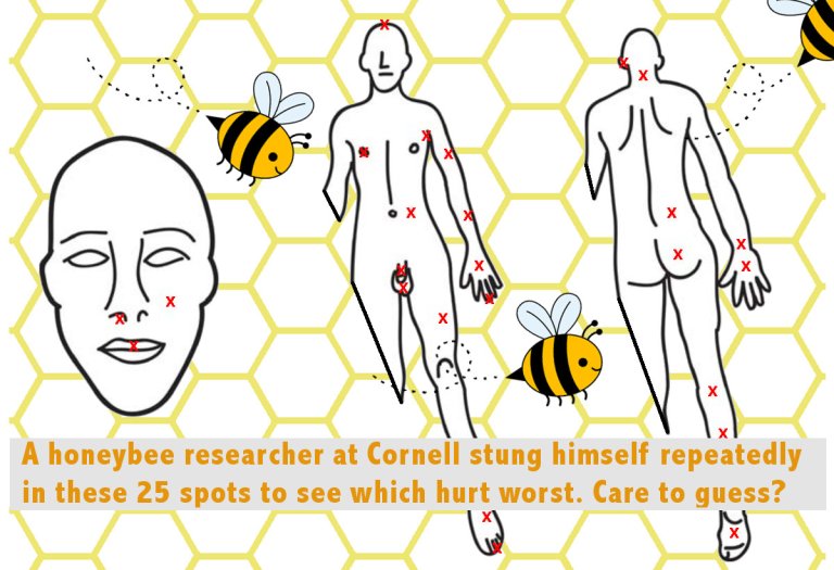 Worst Places to Get Stung by a Bee, Self-Experimentation
