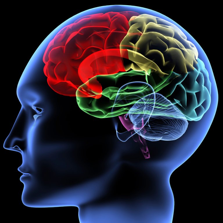 New Research Shows Uniqueness of the Human Brain