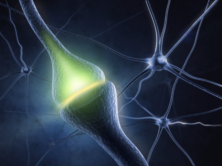 Neurons Successfully Reprogrammed Inside Live Animals