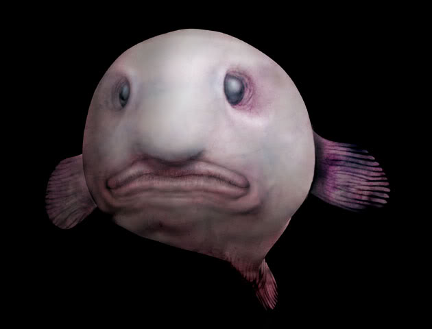 Meet The Ugliest Creature In The World: The Blobfish