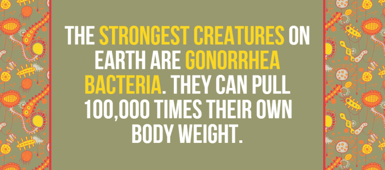 Pound-for-pound the Strongest Organism Ever